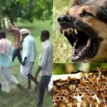 धौलपुर में कुत्ते ने 3 मतदाताओं को काटा, बीकानेर में मधुमक्खियों ने किया कांग्रेस कार्यकर्ताओं पर हमला