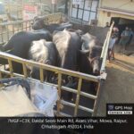 निगम जोन 9 ने कुशाभाऊ ठाकरे वार्ड में डेयरी पर कार्यवाही कर शहर सीमा के बाहर शिफ्ट किया