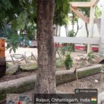 प्रोजेक्ट पुनर्जीवन अंतर्गत रायपुर नगर पालिक निगमक्षेत्र में विभिन्न जोनों में भिन्न स्थानों पर पेडों के चारों ओर लगाये गये लगभग स्थानों पर 1622 ट्री गार्ड एवं लगभग 362 स्थानों पर कांक्रीट के घेरों पेवर को हटाने का कार्य करवाया गया…