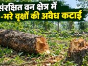 संरक्षित वन में हरे-भरे वृक्षों की कटाई, शिकायत के 5 दिन बाद दर्ज हुआ पीओआर…
