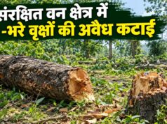 संरक्षित वन में हरे-भरे वृक्षों की कटाई, शिकायत के 5 दिन बाद दर्ज हुआ पीओआर…