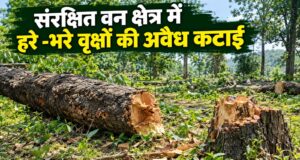 संरक्षित वन में हरे-भरे वृक्षों की कटाई, शिकायत के 5 दिन बाद दर्ज हुआ पीओआर…