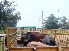 रायपुर नगर निगम जोन 8 क्षेत्र में प्रमुख सड़कों में आवारा मवेशियों की धरपकड़…